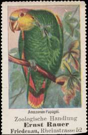 Amazonen-Papagei