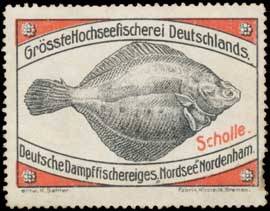 Scholle-Fisch