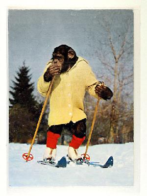 Affe auf Skiern