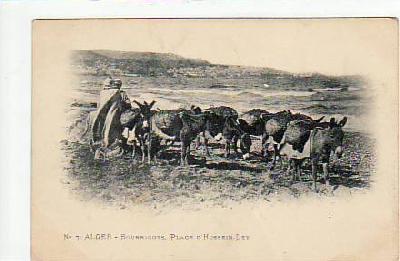 Alger-Algier ca 1900 Algerien-Afrika Esel