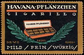 Havana Pflänzchen