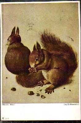 Albrecht Dürer - Das Eichhörnchen