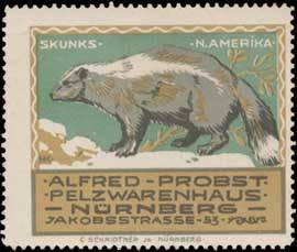 Skunks-Nord Amerika