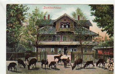 Thale im Harz Försterei Dambachhaus , Wild-Tiere 1910