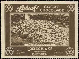 Cacao-Früchte