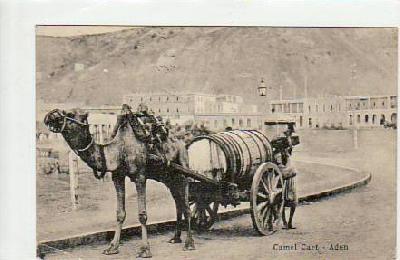 Kamel-Karren Aden 1911