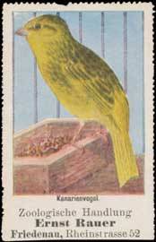 Kanarienvogel