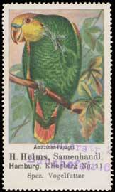 Amazonen-Papagei