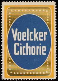 Voelcker Chichorie