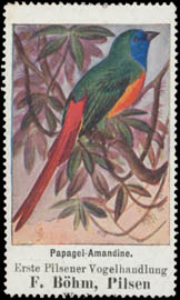 Papagei-Amandine