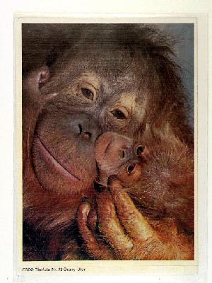 Affen, Tierfoto von Esso