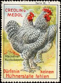 Creolin und Medol - Mechelner Kuckucksperber