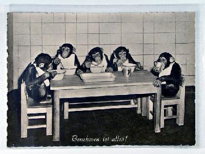 Affen bei Essen