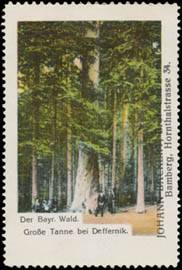 Der Bayerischer Wald - Große Tanne bei Deffernik