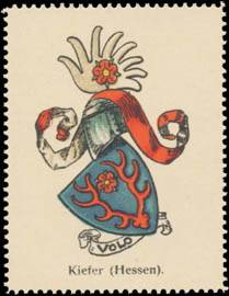 Kiefer (Hessen) Wappen