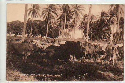 Deutsch-Ost-Afrika Kolonien Rinderherde