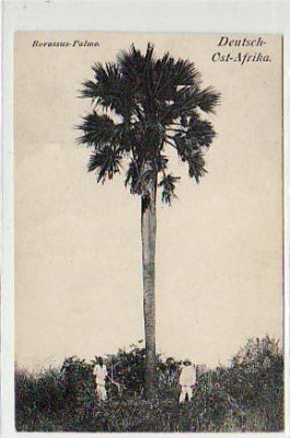 Deutsch-Ost-Afrika Kolonien Barassus-Palme