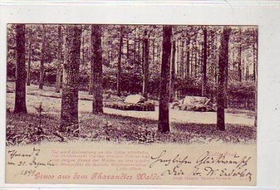 Tharandt Wald 1899