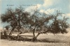 Histor. Birnenbaum 1914.jpg